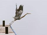 Heron Taking Flight_24426